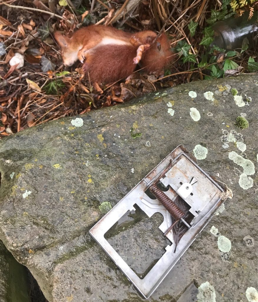 Ein trauriges Bild: Dieses Eichhörnchen ist offenbar durch eine Mausefalle gestorben.
