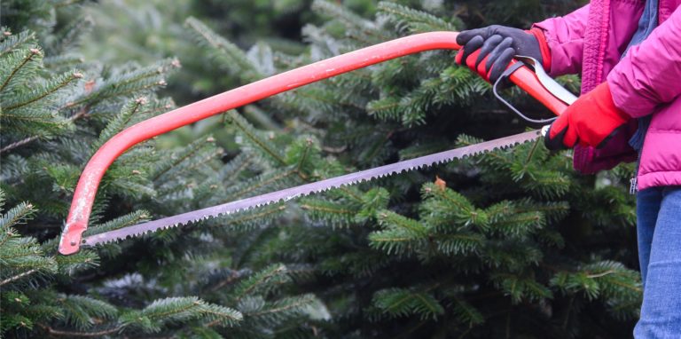 Hier gibt es Weihnachtsbäume in Werne.