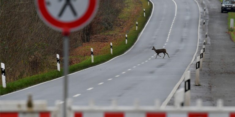 Die Tiere flüchteten während der Jagd über die gesperrte Cappenberger Straße.