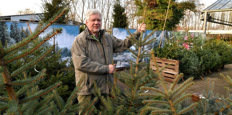 Wolf-Dieter Giesebrecht von Giesebrecht Garten & Pflanzen in Niederaden gibt Tipps zur Weihnachtsbaumpflege.