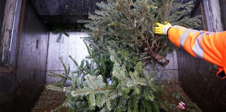 Die Weihnachtsbäume haben ihre Schuldigkeit getan. Die Müllabfuhr bereitet sich die auf die Entsorgung vor.