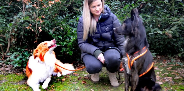 Unter diesem Rhododendron-Gebüsch neben der Zufahrt zum Friedhof Villigst entdeckte Elena Meininghaus die präparierten Wurststückchen, von denen Border Emil (l.)  und Mischling Eddie (r.) gefressen hatten.