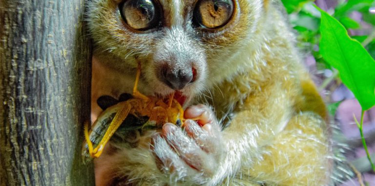 Das ist die neue Plumplori-Dame im Dortmunder Zoo. Ihren Namen hat sie von einer jungen Dortmunderin.