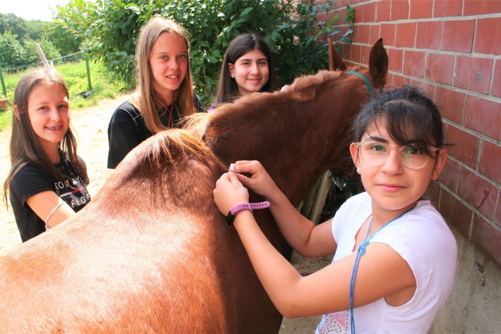 Pferde und Ponys pflegen kann man in den Pferde und Ponys pflegen kann man in den
