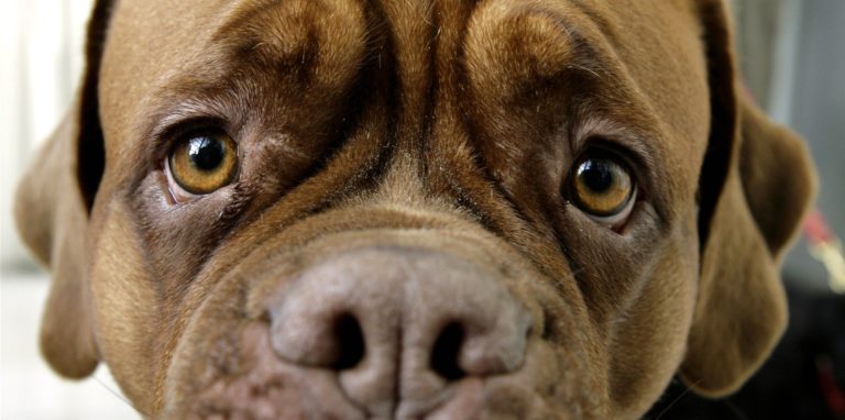 Wer in diese Augen blickt, spürt, dass er ein Herz hat. Hunde können die Last der Einsamkeit etwas erträglicher machen, und in Zeiten der Corona-Pandemie machen sich das mehr Menschen zu Nutzen.