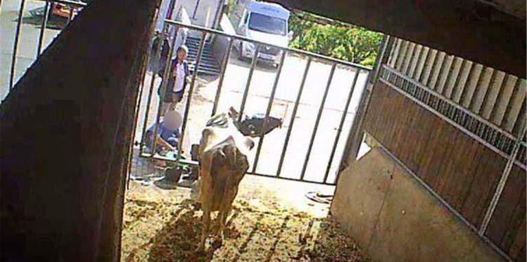 Die verdeckt aufgenommen Bilder zeigen Firmenchef Marko Mecke (blaues Sakko) an seiner Viehsammelstelle in Werne. Die Vorkommnisse bei Mecke seien kein Einzelfall, sagt ein Veganer aus der Lippestadt.