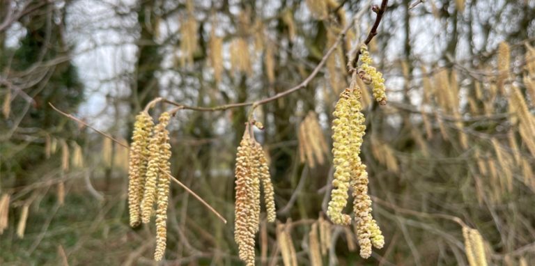 Die männliche Haselblüte schickt ihre Pollen mit dem Wind auf die Reise – wie hier Haselsträucher in der Lüner Lippeaue.