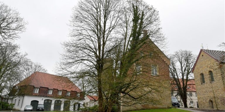Heute ragt der hunderte Jahre alte Baum wieder empor, nachdem er eigentlich schon als „tot“ galt.