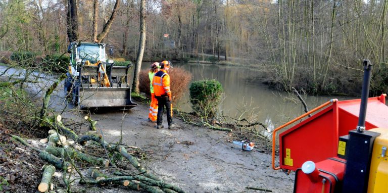 In aller Herrgottsfrühe zogen Mitarbeiter des städtischen Bauhofs den umgestürzten Baumriesen aus dem Grüntaler Teich. Das zersägte Geäst wurde anschließend im Schredder zerkleinert.