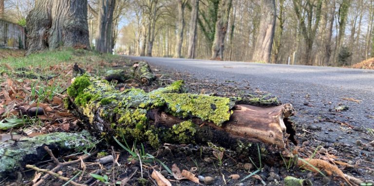 Ein abgebrochener Ast liegt am Straßenrand. Feuerwehreinsätze zogen die Sturmböen am Sonntag aber nicht nach sich.