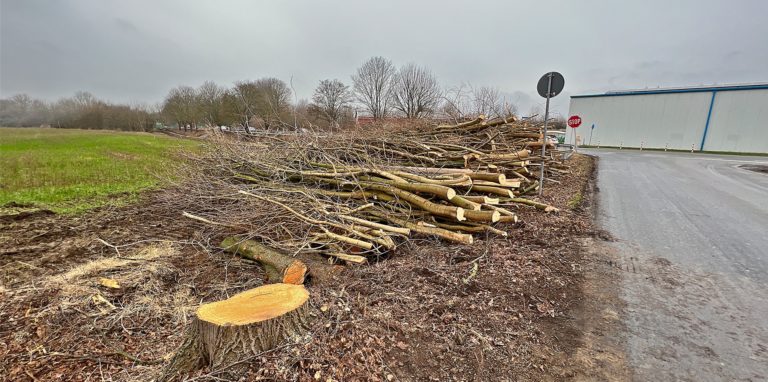 Entlang der neuen Trasse für die Südkamener Spange werden zurzeit Bäume gefällt. Auch an der Dortmunder Allee stehen in Höhe des Buschwegs Fällungen bevor.