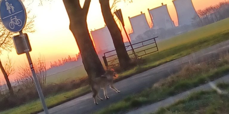 In Werne haben mehrere Personen am frühen Dienstagmorgen gegen 7 Uhr einen vermeintlichen Wolf auf dem Kibitzheidweg beobachtet.