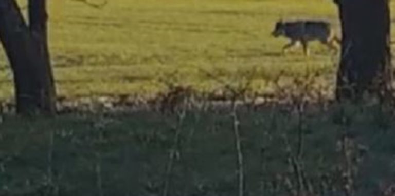Durch Werne-Wessel ist am Dienstag ein vermeintlicher Wolf gezogen.