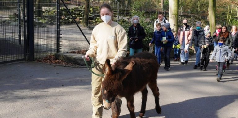 Der Esel Hajo während des Besuchs der Villigster Familien im Dortmunder Zoo.
