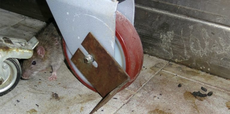 Auch Rattenkot soll in der Lebensmittelunternehmen in Hessen zu Verunreinigungen geführt haben.