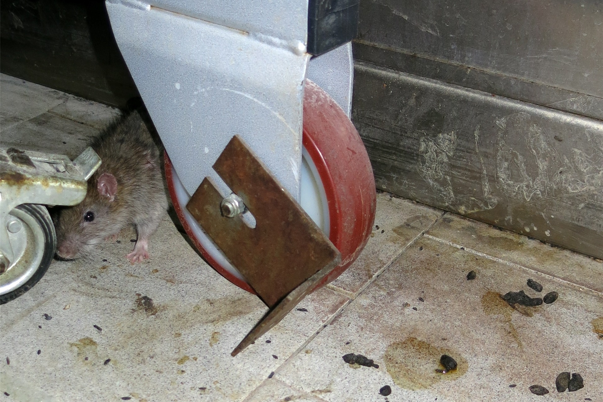 Auch Rattenkot soll in der Lebensmittelunternehmen in Hessen zu Verunreinigungen geführt haben.