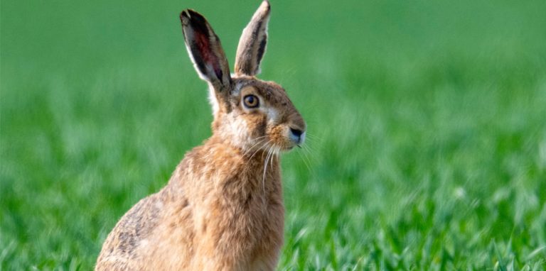 Feldhase auf einer grünen Wiese