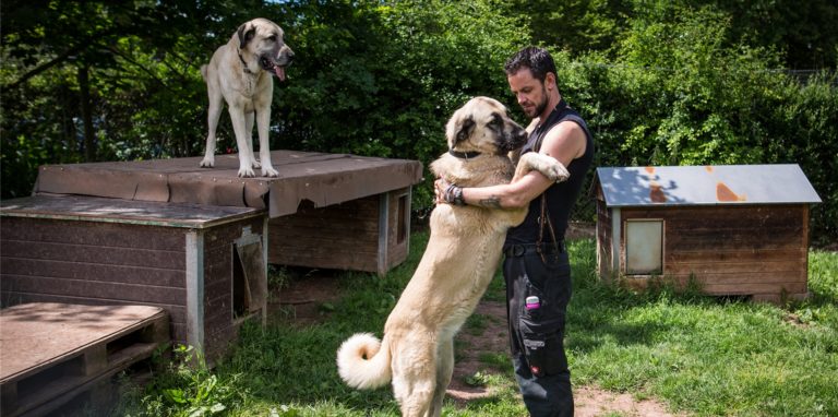 Kangal-Hunde können eine Widerrist-Höhe bis zu 78 Zentimeter erreichen.