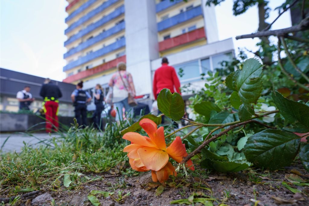 Eine abgeschnittene Rose liegt neben dem Hochhaus in Hanau, nachdem die Spurensicherung der Polizei zum Zweck der besseren Suche die Blumen und Sträucher davor abgeschnitten hatte.