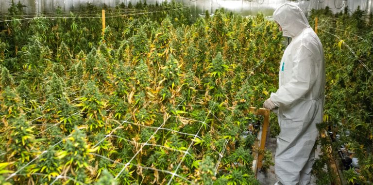 Eine Polizistin der Spurensicherung steht in einer Cannabis-Plantage. Dieses Foto ist nicht in Dortmund entstanden.