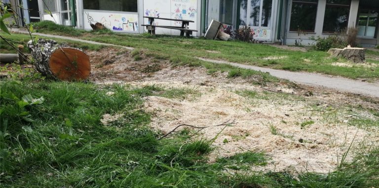 Für den Neubau der Kita Wandhofen mussten zwei Birken weichen.