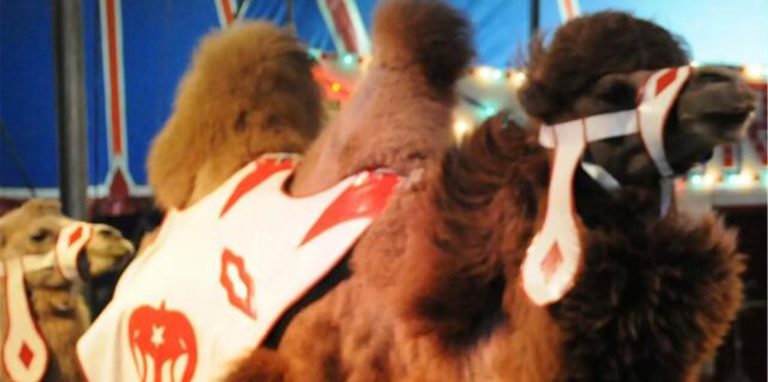 Zum Programm des Cirkus Verona gehören auch Tier-Shows.