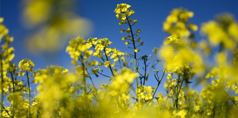 Blühende Rapsfelder sind beliebte Foto-Motive. Landwirte bitten aber darum, keine Pflanzen platt zu trampeln.