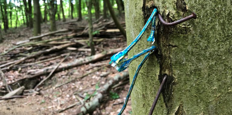 Umweltzerstörung in Unna: Mit Nägeln wurden Seilstücke in einen noch lebenden Baumstamm getrieben. Diese und zahlreiche andere Schäden am Wald wurden jetzt im Bornekamp entdeckt.