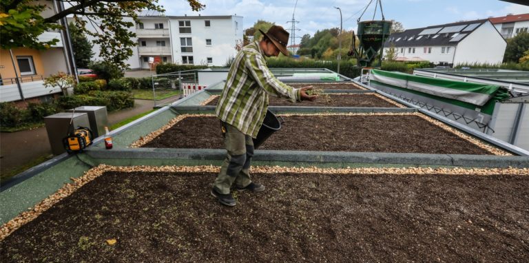 Ein Gründach bevorratet ein Nahrungsangebot für Bienen und andere Insekten.
Diese wiederum sind wichtige Nahrungsquelle für Vögel und Fledermäuse. Kamen startet ein Programm für die Begrünung von Dächern.