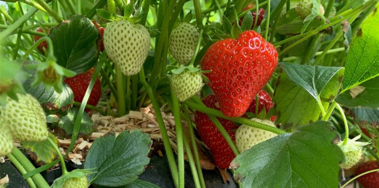 Erdbeeren zum selber pflücken: ein Genuss, ob aus dem Tunnel oder vom freien Feld. Viele Höfe haben jetzt für Selbstpflücker geöffnet.