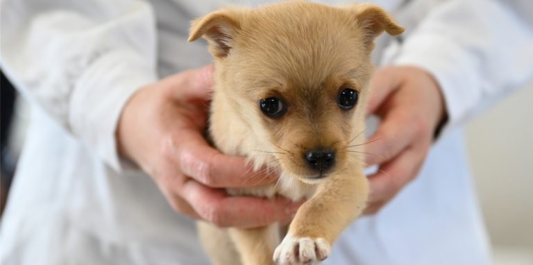 Vierbeiner merken von den vielerlei Problemen in den Tierarztpraxen bislang wenig, doch Herrchen oder Frauchen könnten bald tiefer in die Tasche greifen.