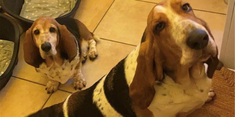 Wilma und Molly sind aus der Familie Schulz-Gahmen nicht mehr wegzudenken.