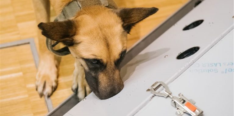 Der belgische Schäferhund Filou schnüffelt in der Tierärztlichen Hochschule (TiHo) an einer Trainingsmaschine für Corona-Spürhunde.
