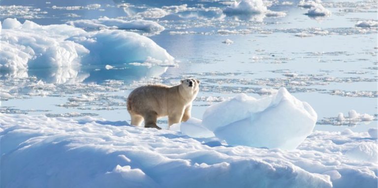 Ein südostgrönländischer Eisbär auf Gletscher- oder Süßwassereis.
