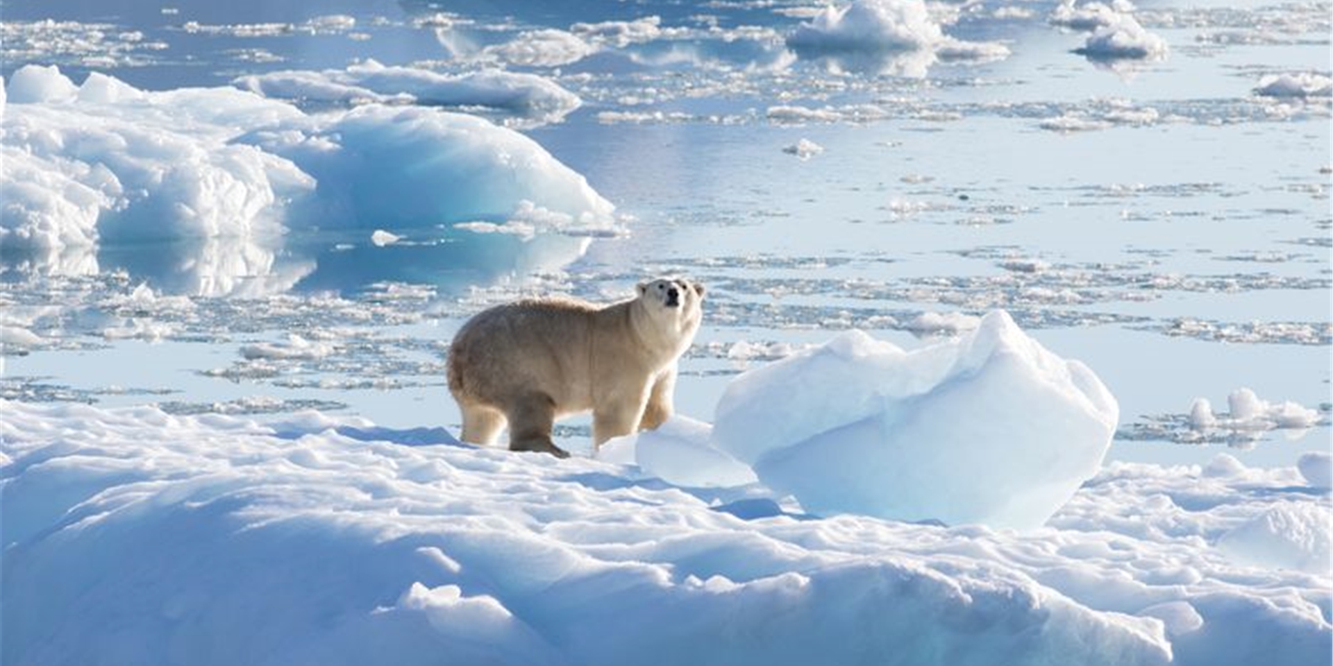 Ein südostgrönländischer Eisbär auf Gletscher- oder Süßwassereis.