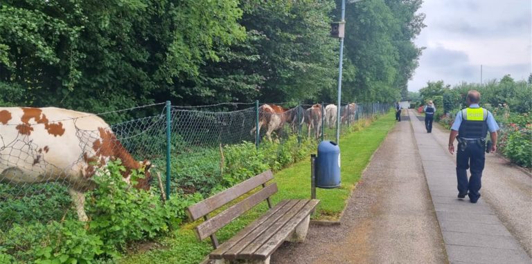 Ausgebüxte Rinder beschäftigten die Polizei an der Königstraße in Westick.