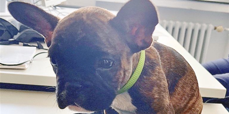 Kleiner Hund sitzt in einer Polizeimütze