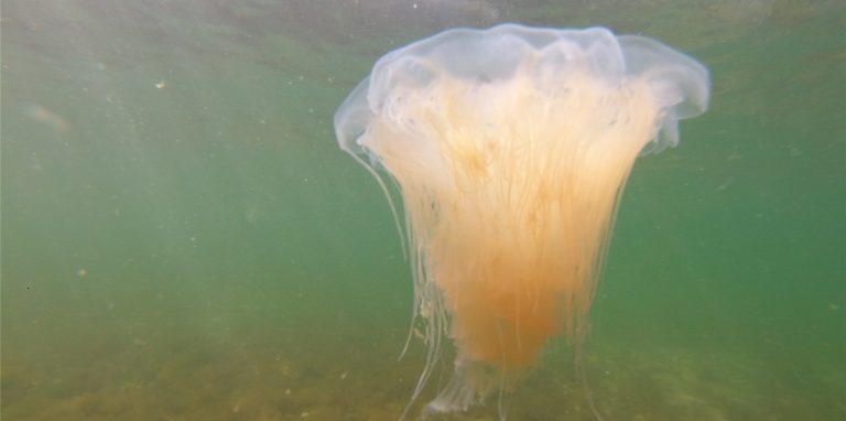 Eine Feuerqualle schwimmt vor der Lübecker Bucht im Wasser.