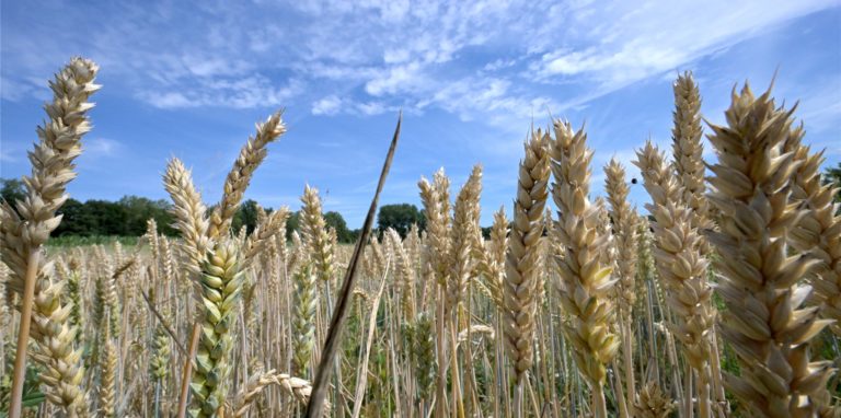 Noch steht der Weizen auf Selmer Feldern gut im Korn. Wenn jetzt aber Temperaturen über 30 Grad kommen sollten, können die Körner nicht fertig ausreifen und brennen ein.