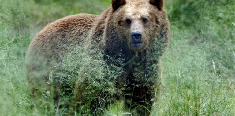 Ein Braunbär steht im hohen Gras. (Symbolbild)