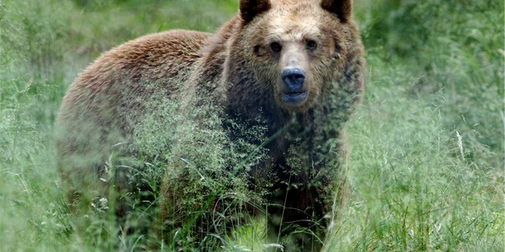 Ein Braunbär steht im hohen Gras. (Symbolbild)