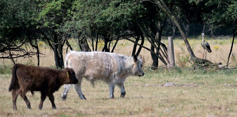 Mit Zottelfell durch den Sommer. Das ist für die Tiere in den Lüner Lippeauen auch ein Schutz.