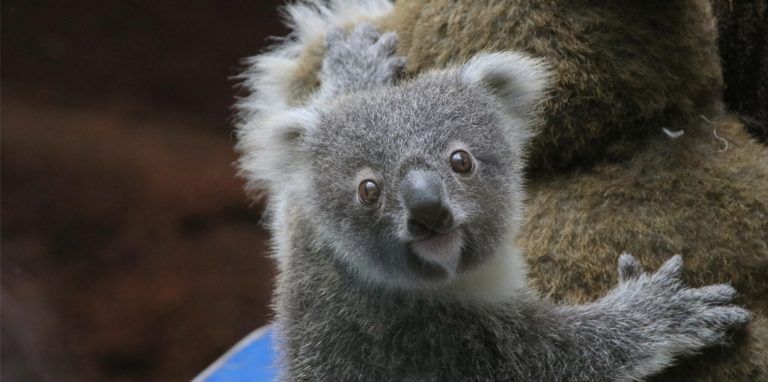 Ein Koala-Jungtier sitzt bei seiner Mutter Yiribana im Zoo Duisburg.