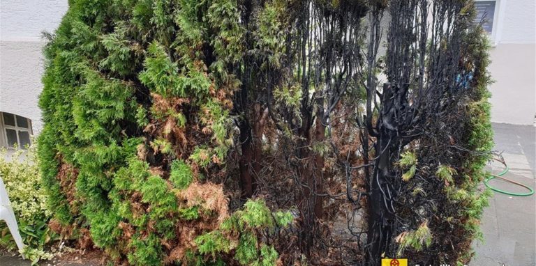 Eine Hecke nach dem Brand an der Heerener Straße. Die Feuerwehr verhinderte Schlimmeres.