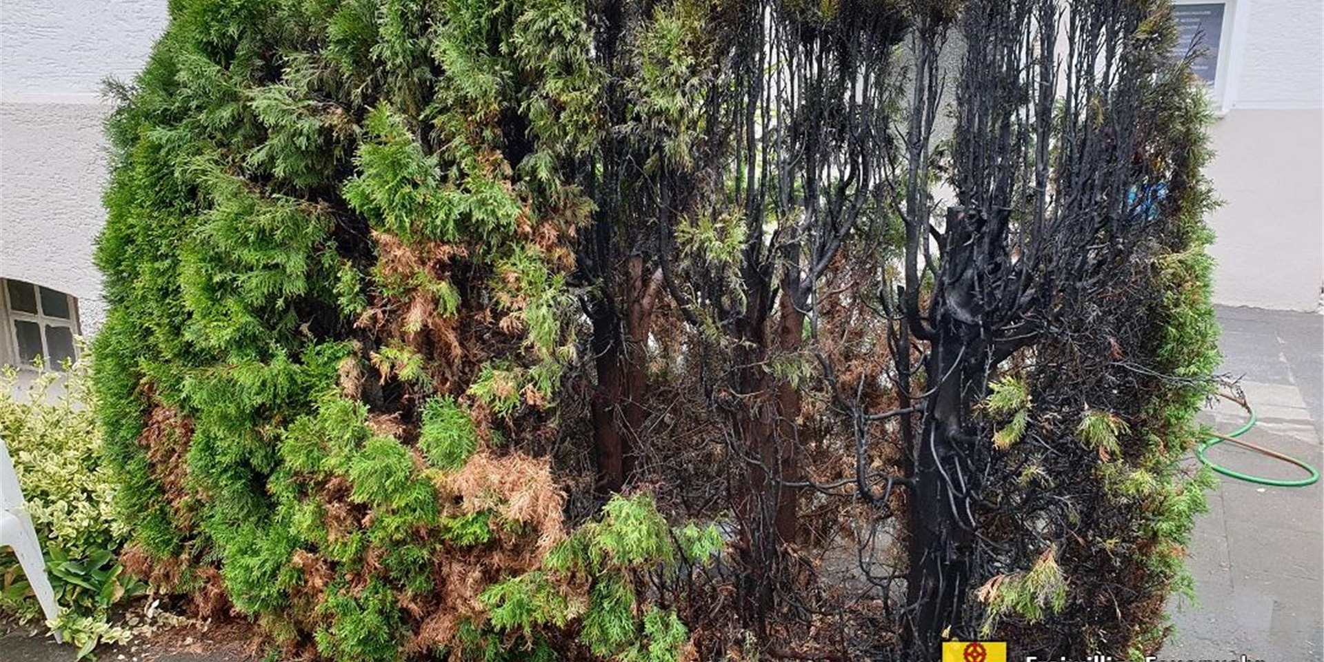 Eine Hecke nach dem Brand an der Heerener Straße. Die Feuerwehr verhinderte Schlimmeres.