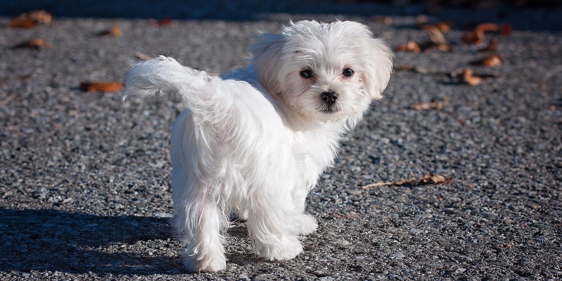 Ein Malteser Hund, ähnlich wie dieser Hund auf dem Foto, wurde überfahren.