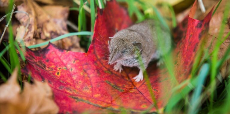Eine Spitzmaus sitzt auf einem herbstlich verfärbten Blatt am Feldrand unter einem Baum.