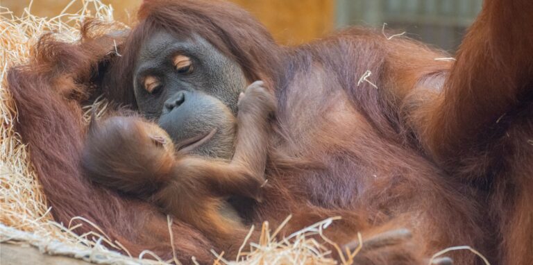 Orang-Utan Suma zeigt ihr Baby: Das Jungtier ist Ende Juli im Dortmunder Zoo geboren worden.