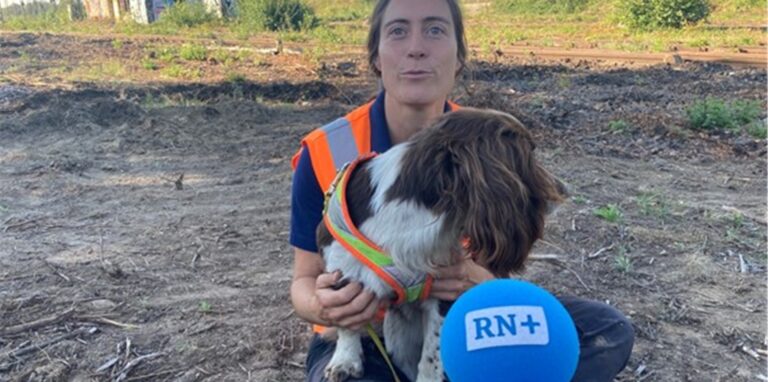 Spürhund Monte gemeinsam mit seiner Halterin Alexandra Hörand. Die Beiden kartieren das Gelände an der Westfaliastraße.