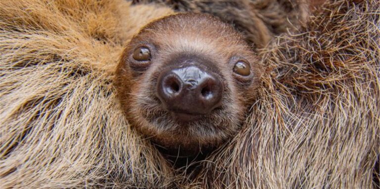 Faultier-Baby im Zoo Dortmund